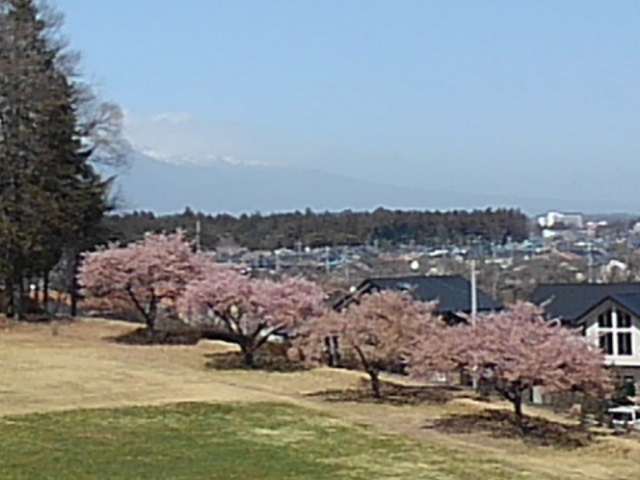 烏ヶ森公園の丘の斜面の広場の桜（3月30日）