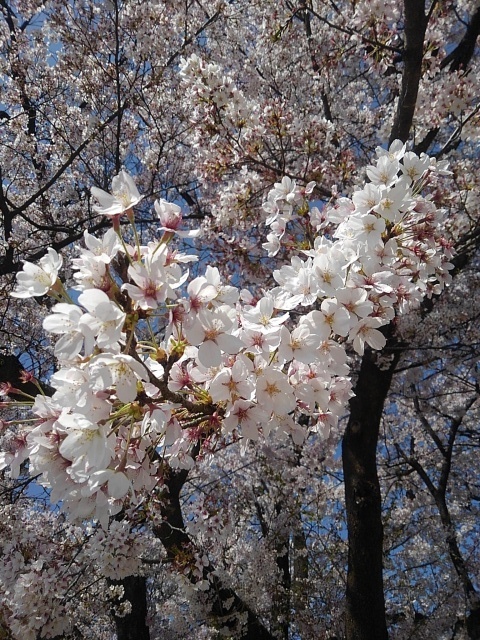 長峰公園のソメイヨシノ（4月13日）