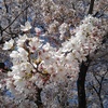 長峰公園のソメイヨシノ（4月13日）