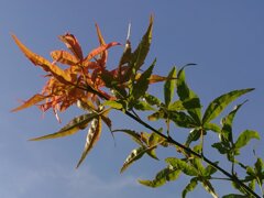 赤いモミジ（8月17日）