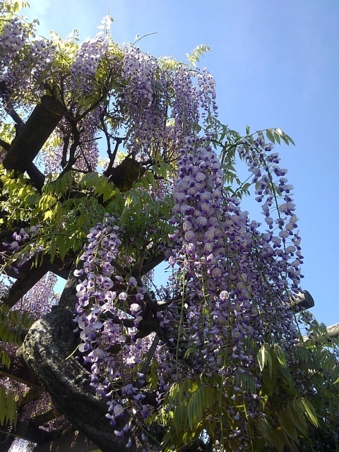 藤の天国（5月2日）