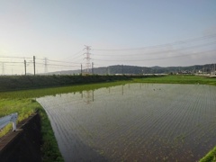 歩道から見えた水田（5月20日）