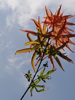庭のモミジ（9月1日）