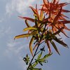 庭のモミジ（9月1日）