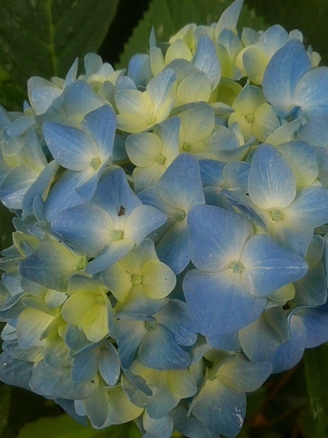 水色の長峰公園の丘のアジサイ（6月14日）