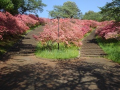 長峰公園の丘の分岐の階段（5月1日）