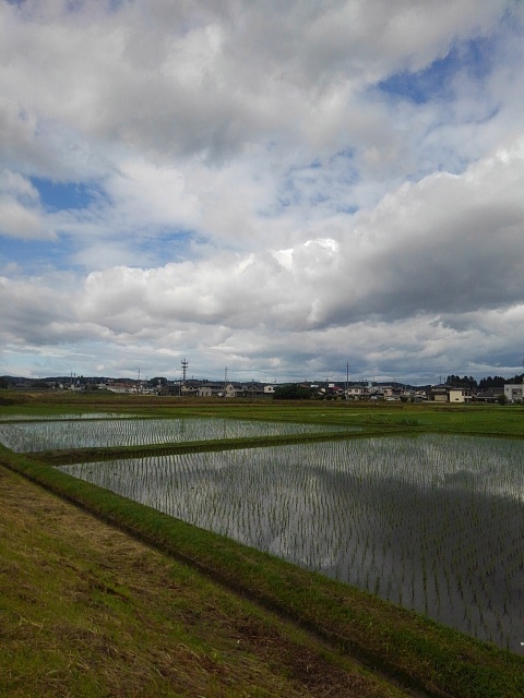 空が映り込む水田（6月1日）