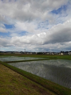 空が映り込む水田（6月1日）