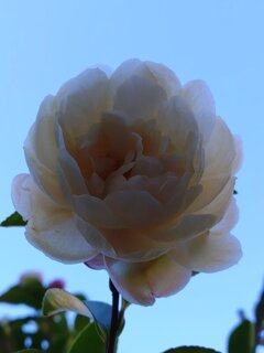 白サザンカ（12月6日）