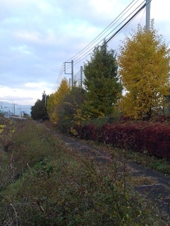 イチョウもある道（11月14日）