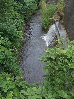 城跡公園の小川（7月20日）