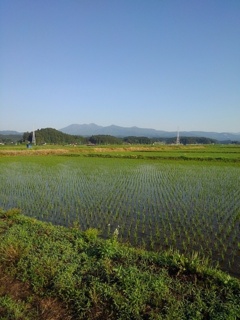 水田と高原山（6月5日）