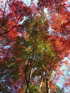 赤と緑が混じる烏ヶ森公園の丘のモミジ（11月20日）