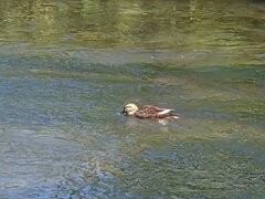 川で泳ぐカモ（8月30日）