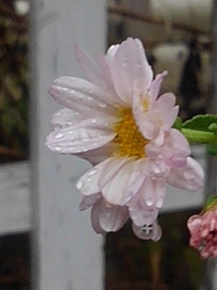 咲き始めた小菊（11月2日）