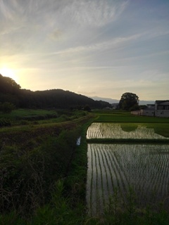 郊外の水田のある景色（6月12日）