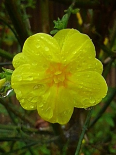 ヤマブキの花（5月6日）