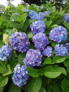 青紫のアジサイが多く咲く場所（7月5日）