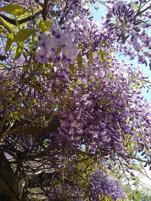 見上げた藤の花（5月1日）