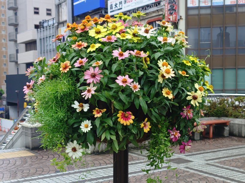 宇都宮駅のヒャクニチソウの鉢（9月5日）