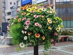 宇都宮駅のヒャクニチソウの鉢（9月5日）
