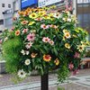 宇都宮駅のヒャクニチソウの鉢（9月5日）
