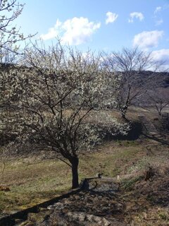 川崎城跡公園の丘の梅の木と様々な階段（3月7日）