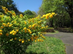 森の広場のヤマブキの花（4月30日）