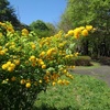 森の広場のヤマブキの花（4月30日）