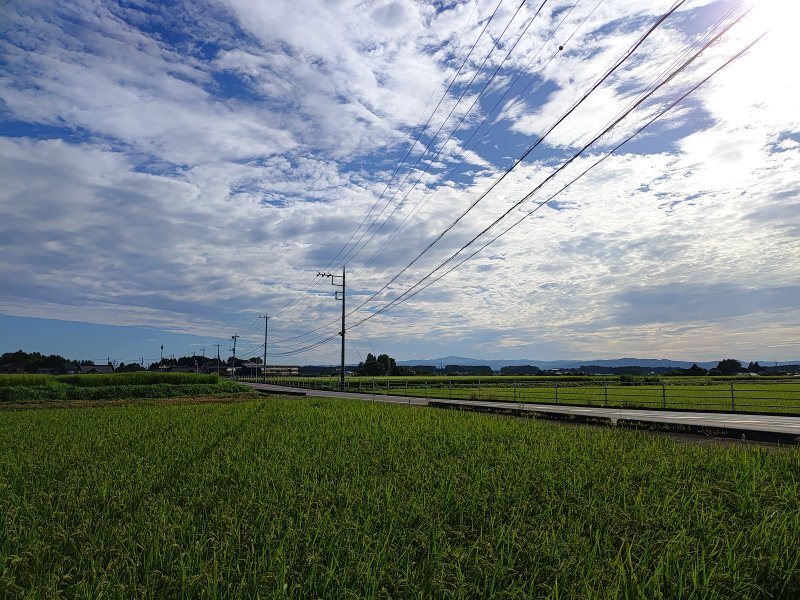 水田と道路（8月13日）