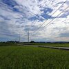 水田と道路（8月13日）
