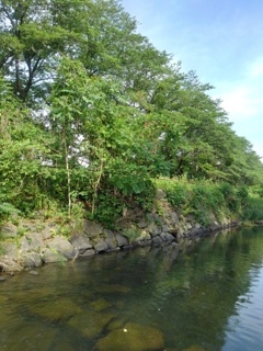 土手の石垣と川（6月7日）