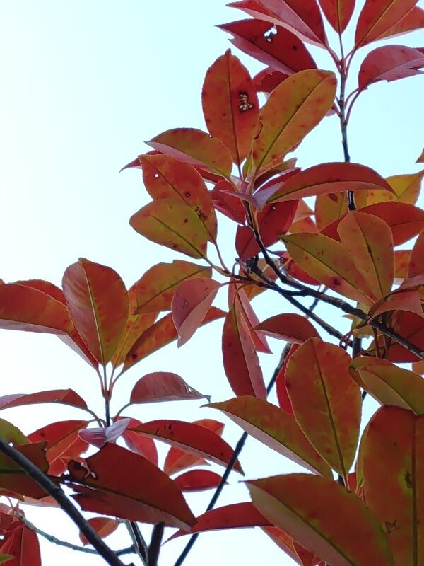 赤みのある低木の葉（1月18日）