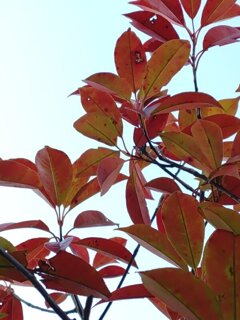 赤みのある低木の葉（1月18日）