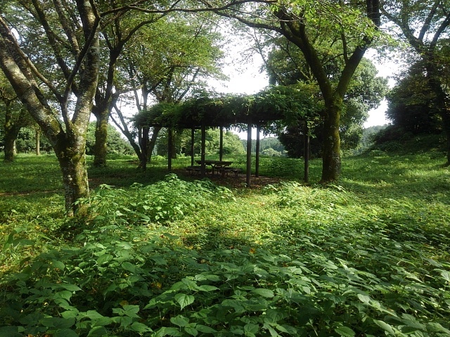 丘の頂上の広場（7月20日）