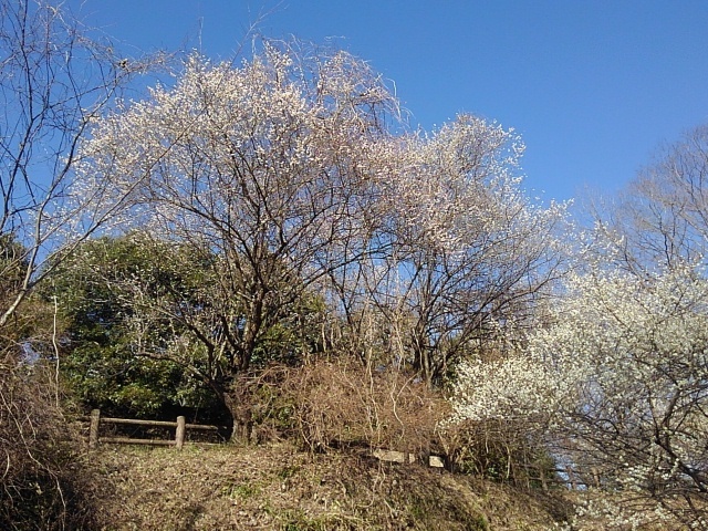 青空と似合う斜面の梅（3月3日）