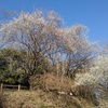 青空と似合う斜面の梅（3月3日）