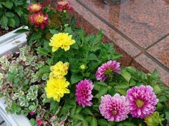宇都宮駅の花壇のダリア（9月5日）