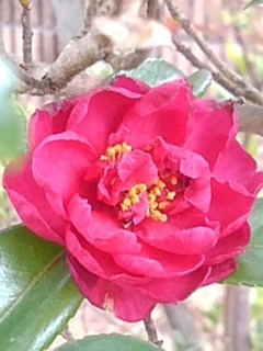 サザンカの花（2月4日）