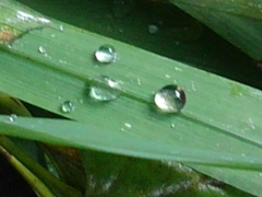 葉の上の雫（9月22日）