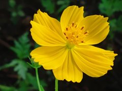 長峰公園の黄色いコスモスの花（9月19日）