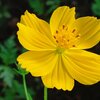 長峰公園の黄色いコスモスの花（9月19日）
