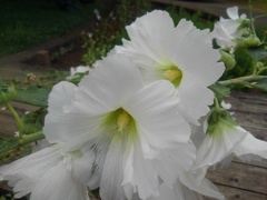 白い芙蓉（7月11日）