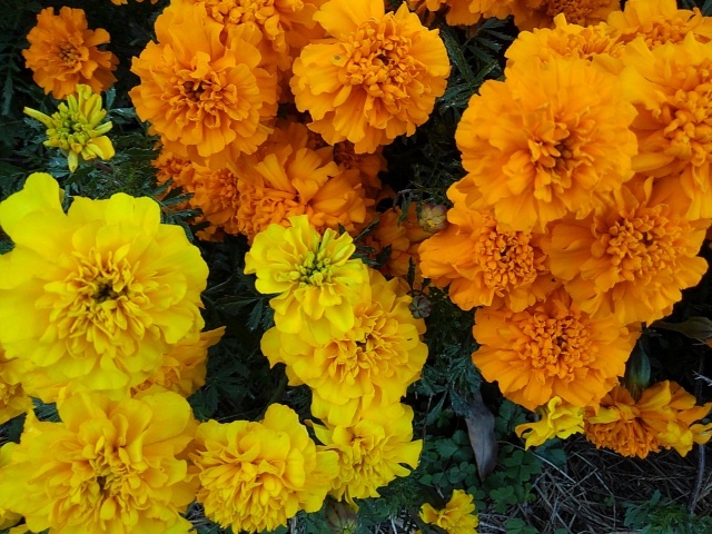 公園の花壇の2色のマリーゴールド（11月8日）