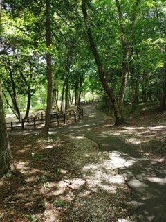 那須野が原公園の丘の森の道（8月8日）