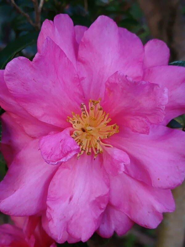 満開の赤サザンカ（11月28日）