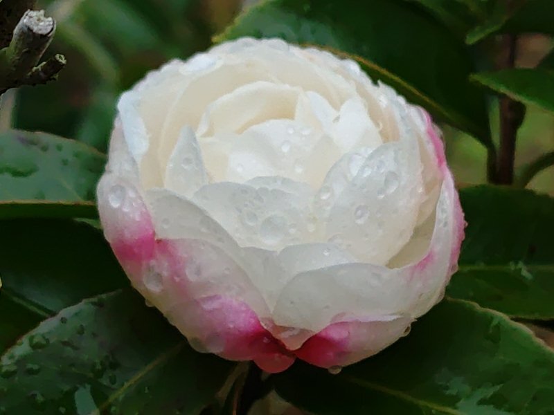 雫のある白サザンカ（12月21日）