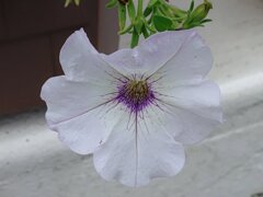 白いペチュニア（9月11日）