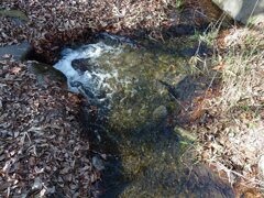 那須野が原公園の森の湧き水（2月21日）