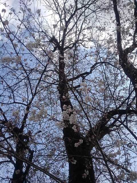 街路樹の桜（4月6日）